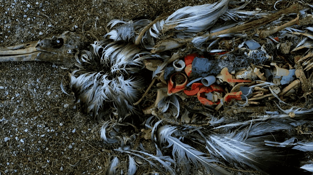 Video del Papa - Septiembre 2019: La protección de los océanos