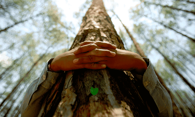 Día Mundial del Medio Ambiente: La hora de la naturaleza 2020