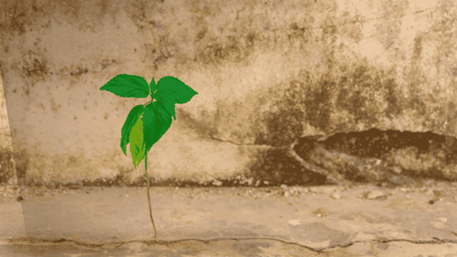 “Un sembrador salió a sembrar” Mateo 13, 1-23