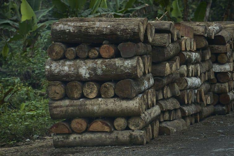 Amazonía ecuatoriana en peligro por explotación maderera