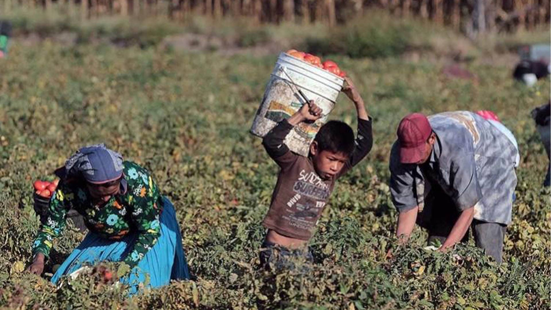 Trabajo Infantil, un flagelo que vulnera el acceso a la educación