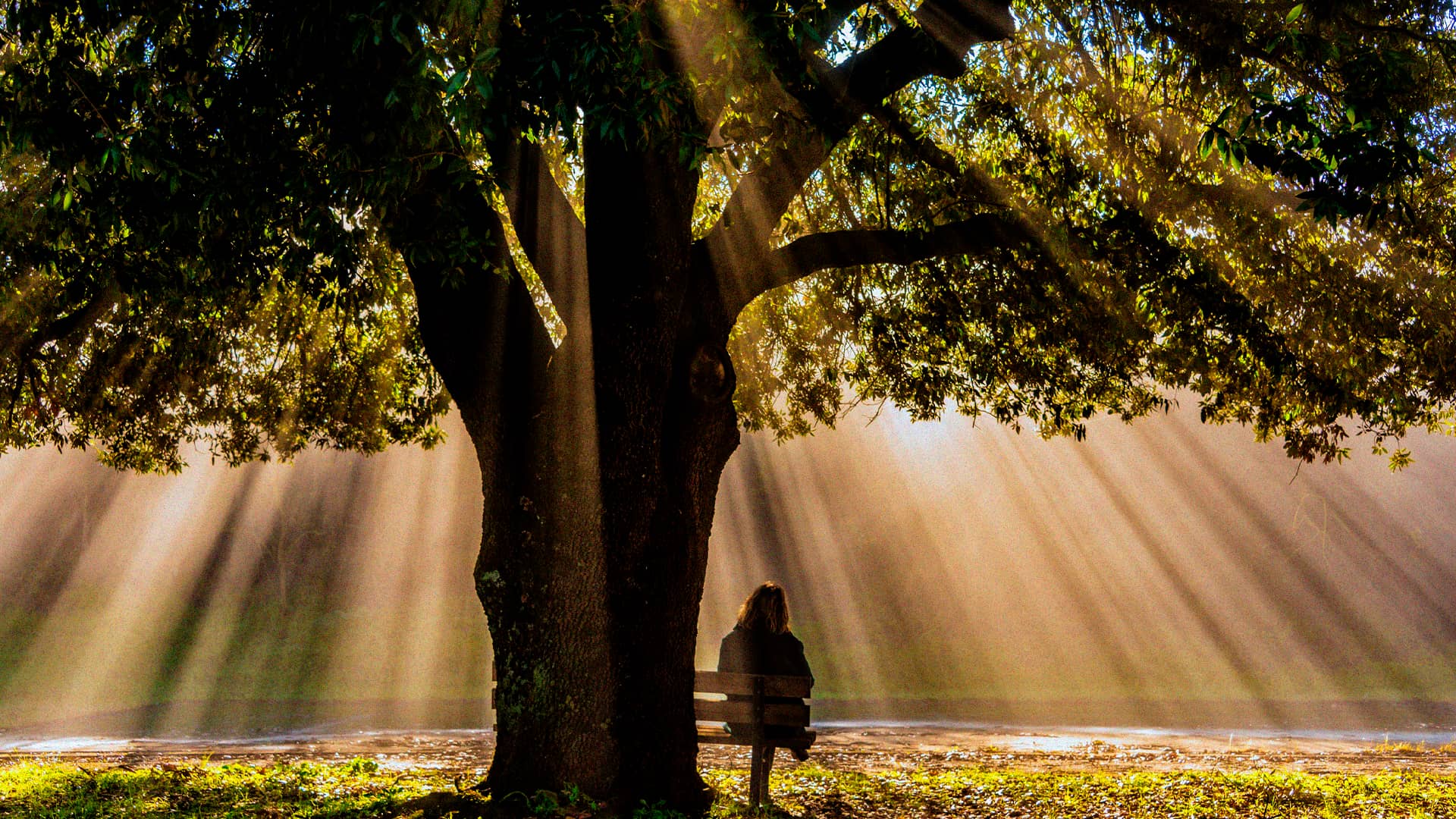 Homilía del Domingo 23 de julio del 2023