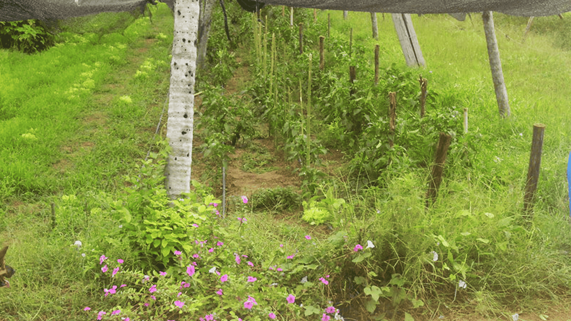 Red Comparte: Estrategias comunitarias para la transición agroecológica